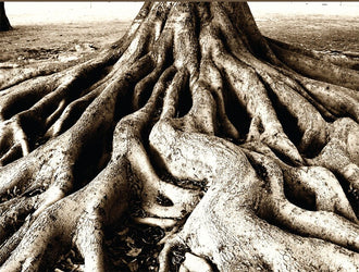 Deeply Rooted Note Card