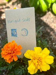 Marigold Seed Packet