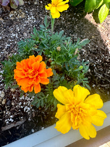Marigold Seed Packet