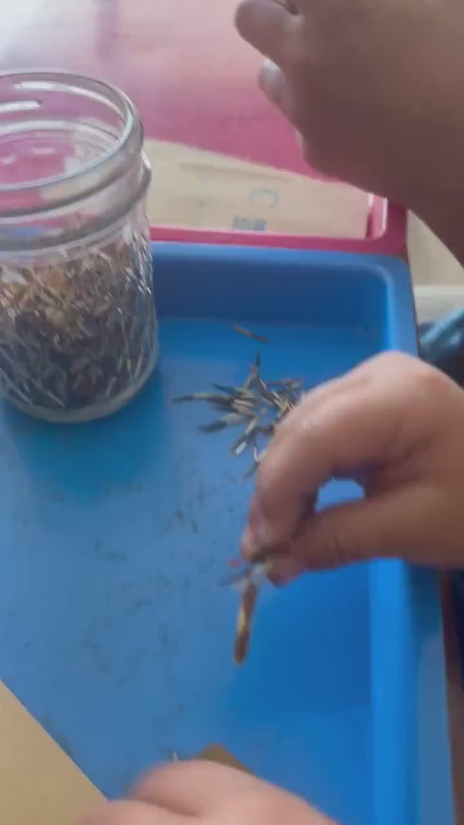 Marigold Seed Packet