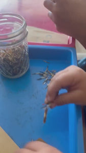 Marigold Seed Packet